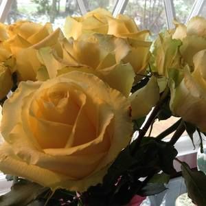 Meet your Posher, Olivia